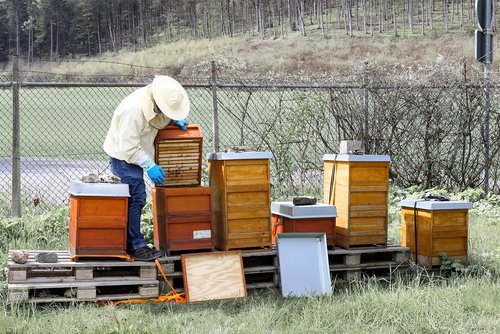Essaims d’abeilles pour la protection de la nature
