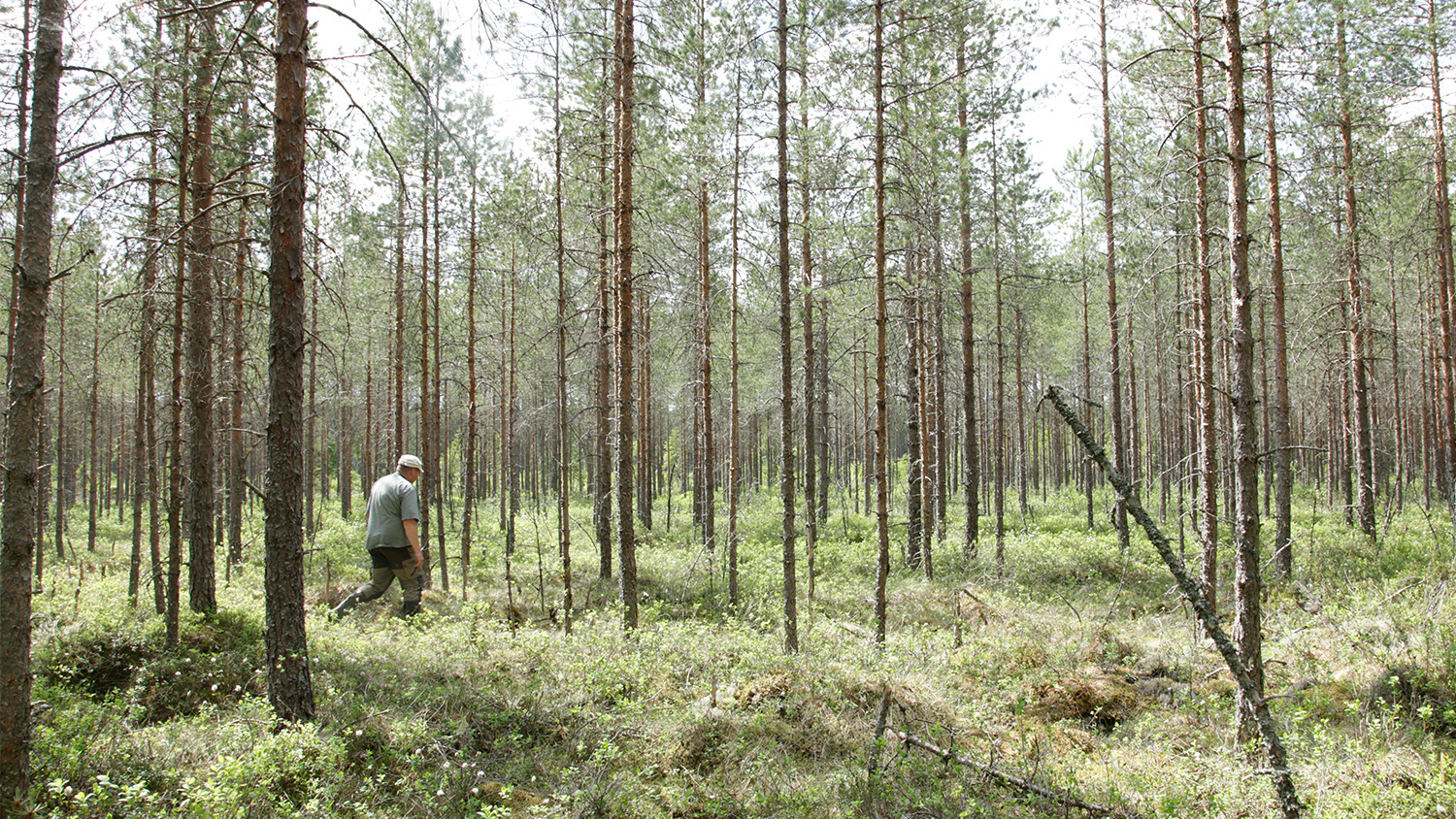 Wyjątkowy projekt partnerski: odtwarzanie fińskich terenów bagiennych